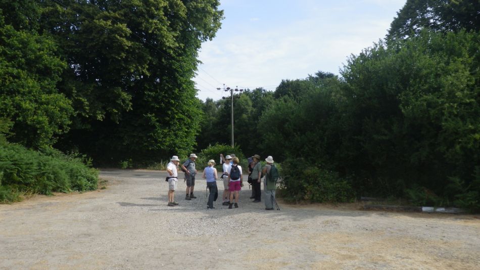 2018-07-19 04 Dunwich Early Riser.jpg