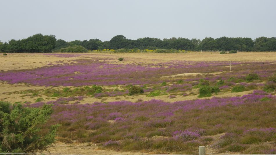 2018-07-19 05 Dunwich Early Riser.jpg