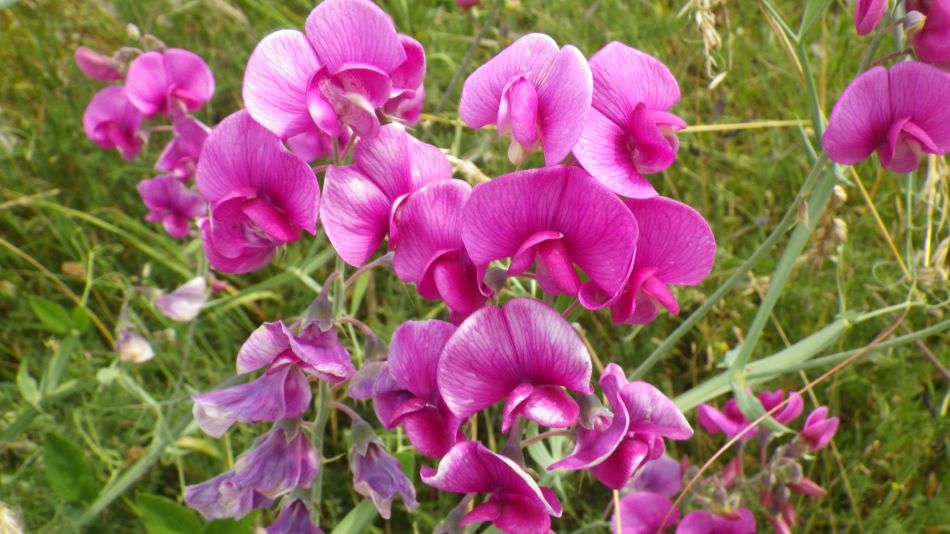 2018-07-19 06 Dunwich Early Riser.jpg