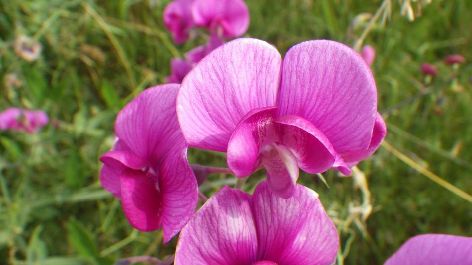 2018-07-19 07 Dunwich Early Riser.jpg