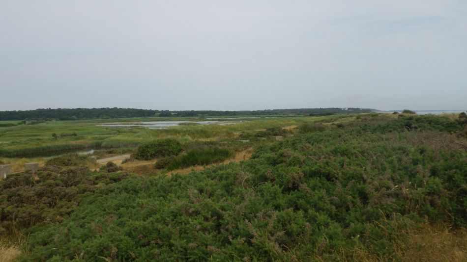 2018-07-19 08 Dunwich Early Riser.jpg