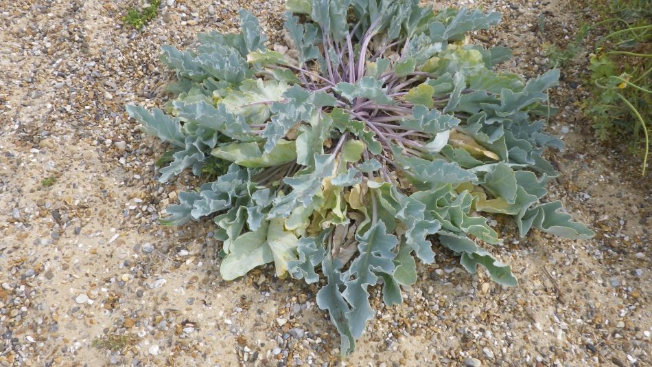 2018-07-19 09 Dunwich Early Riser.jpg