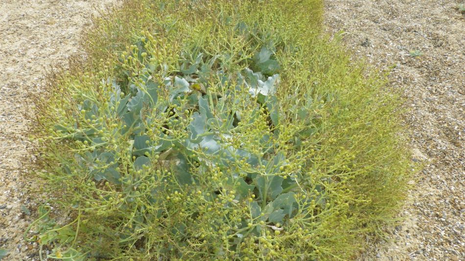 2018-07-19 10 Dunwich Early Riser.jpg