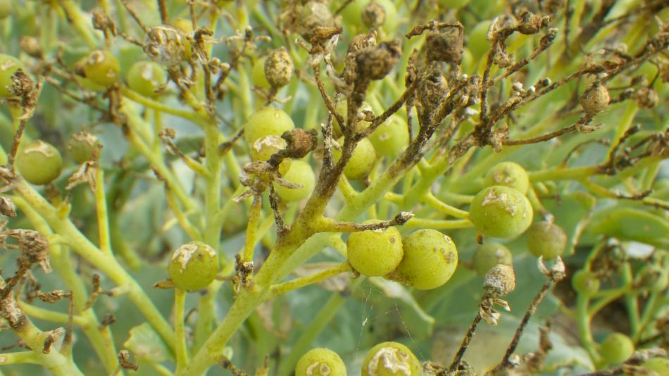 2018-07-19 11 Dunwich Early Riser.jpg