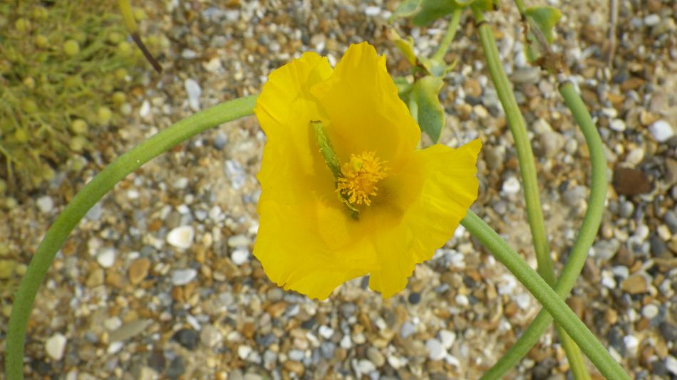 2018-07-19 12 Dunwich Early Riser.jpg