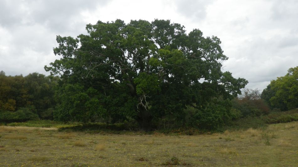 2020-09-23 04 Dunwich.jpg