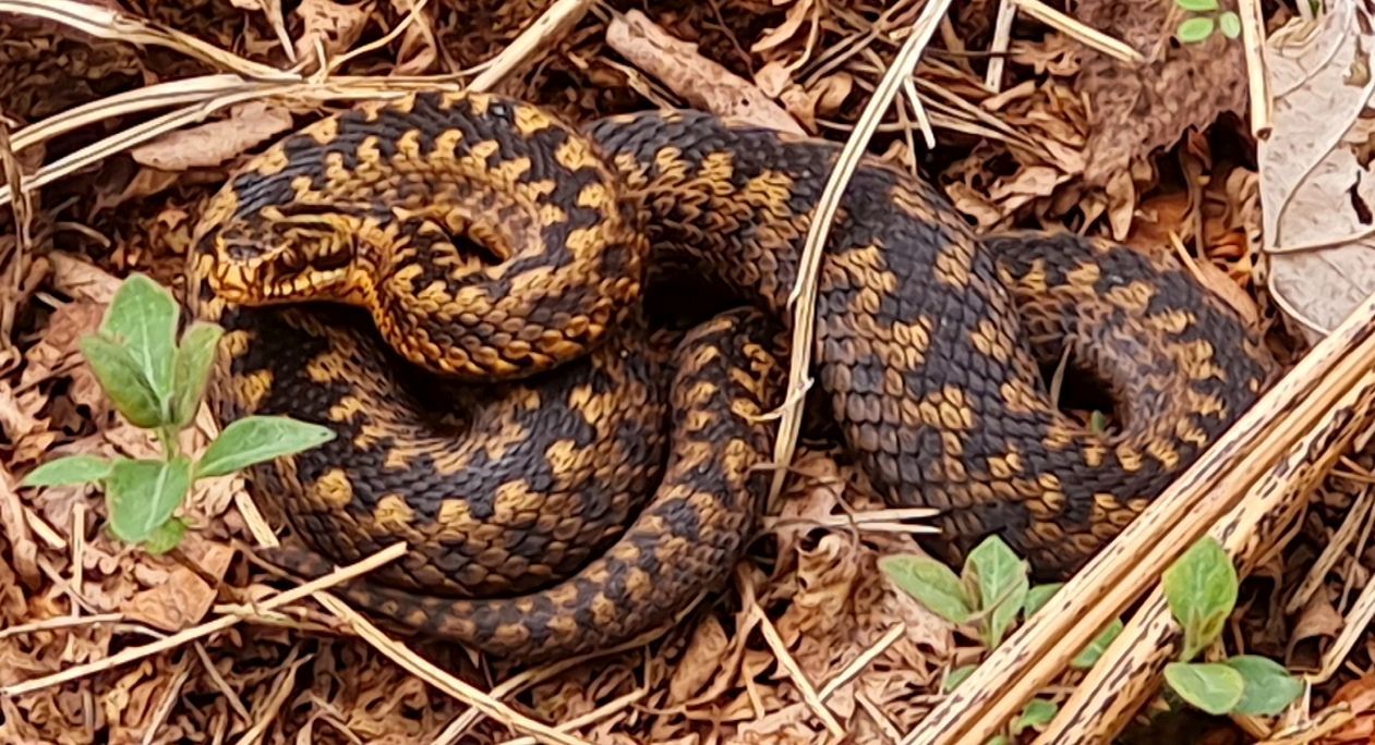 2021-05-13 06 Sandlings 11 - Dunwich.jpg