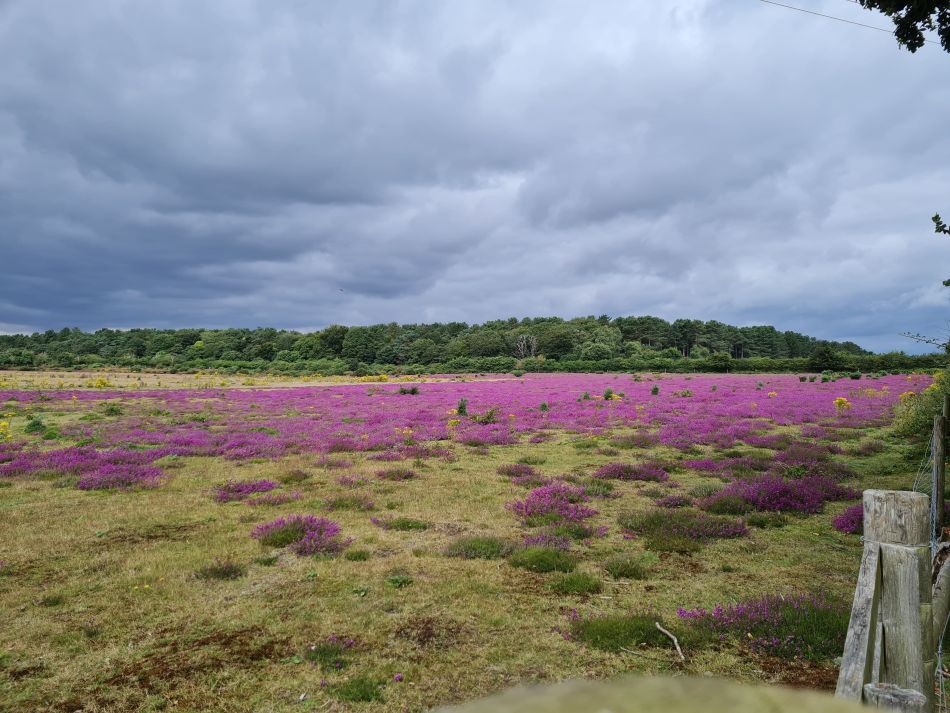 2021-08-18 08 Dunwich.jpg