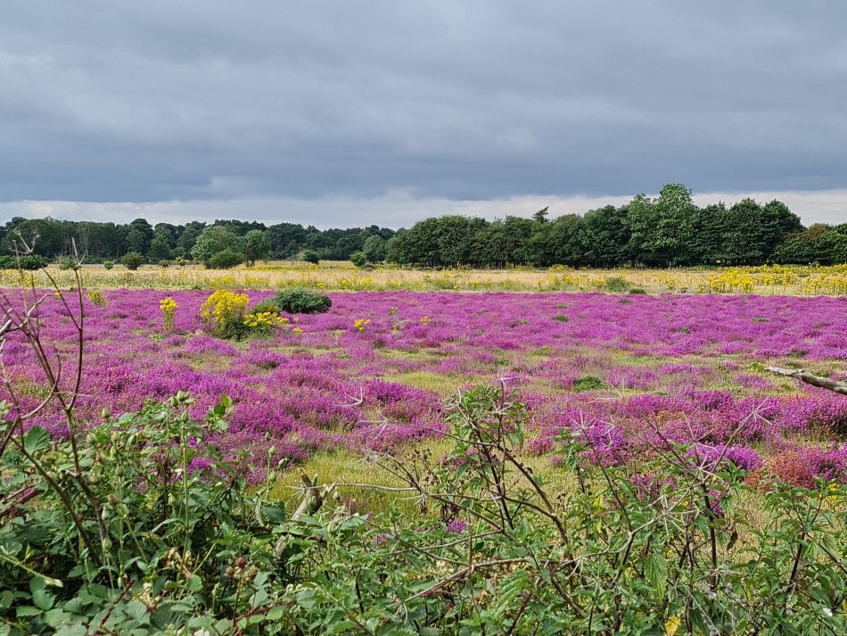 2021-08-18 09 Dunwich.jpg