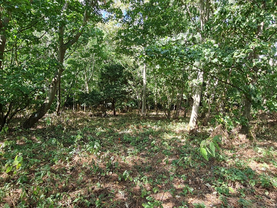 2022-08-07 07 Coastguard Cottages.jpg