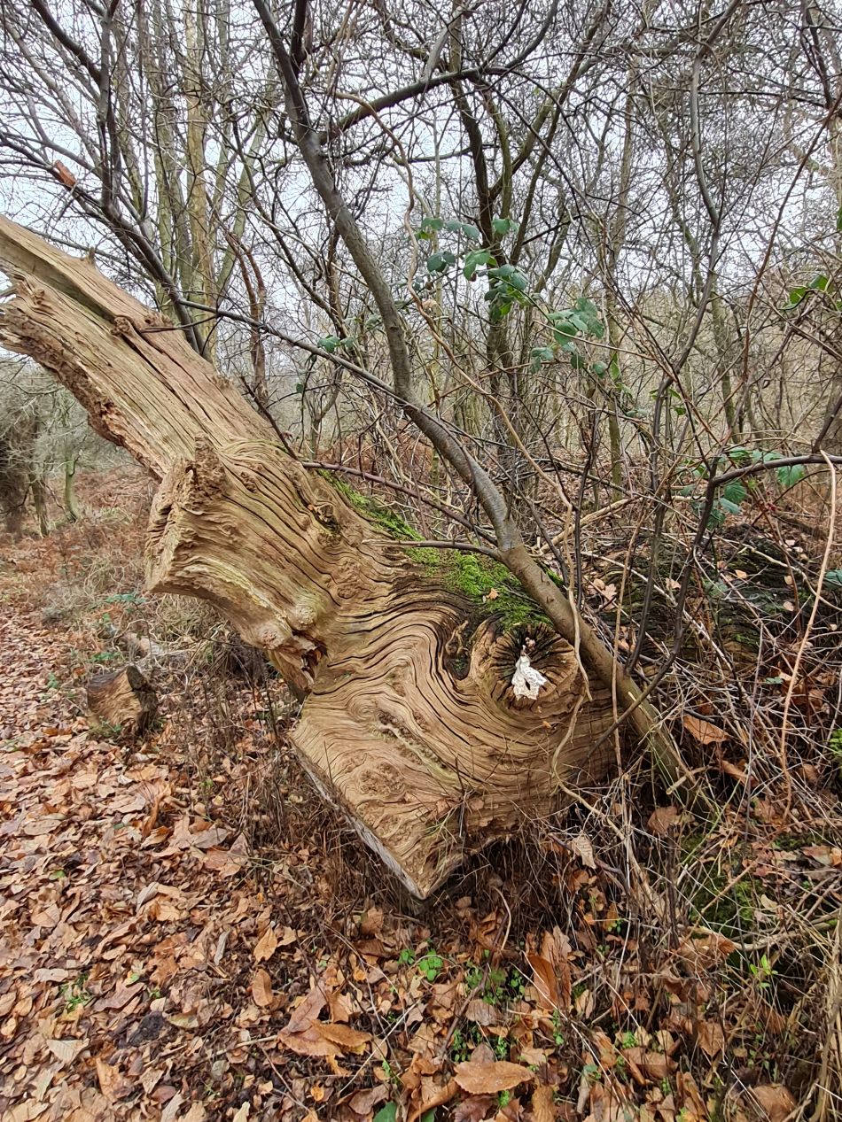 2022-12-18 10 Dunwich.jpg