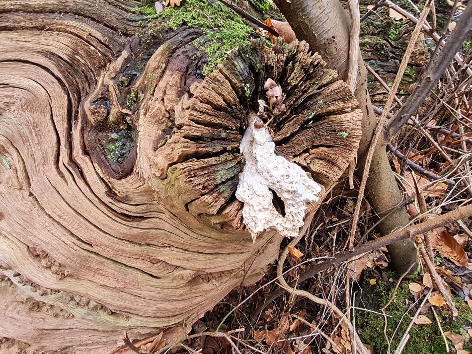 2022-12-18 11 Dunwich.jpg