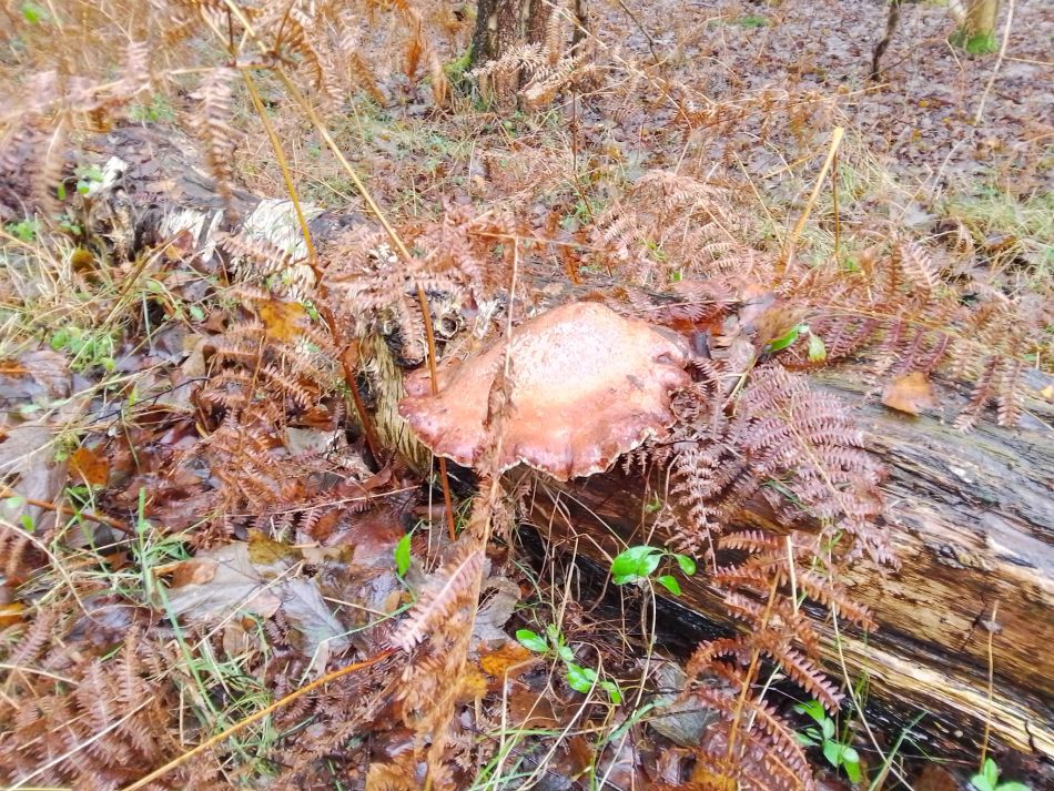 2023-12-03 03 Dunwich.jpg