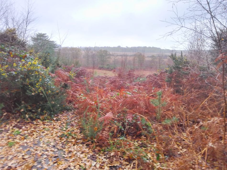 2023-12-03 04 Dunwich.jpg
