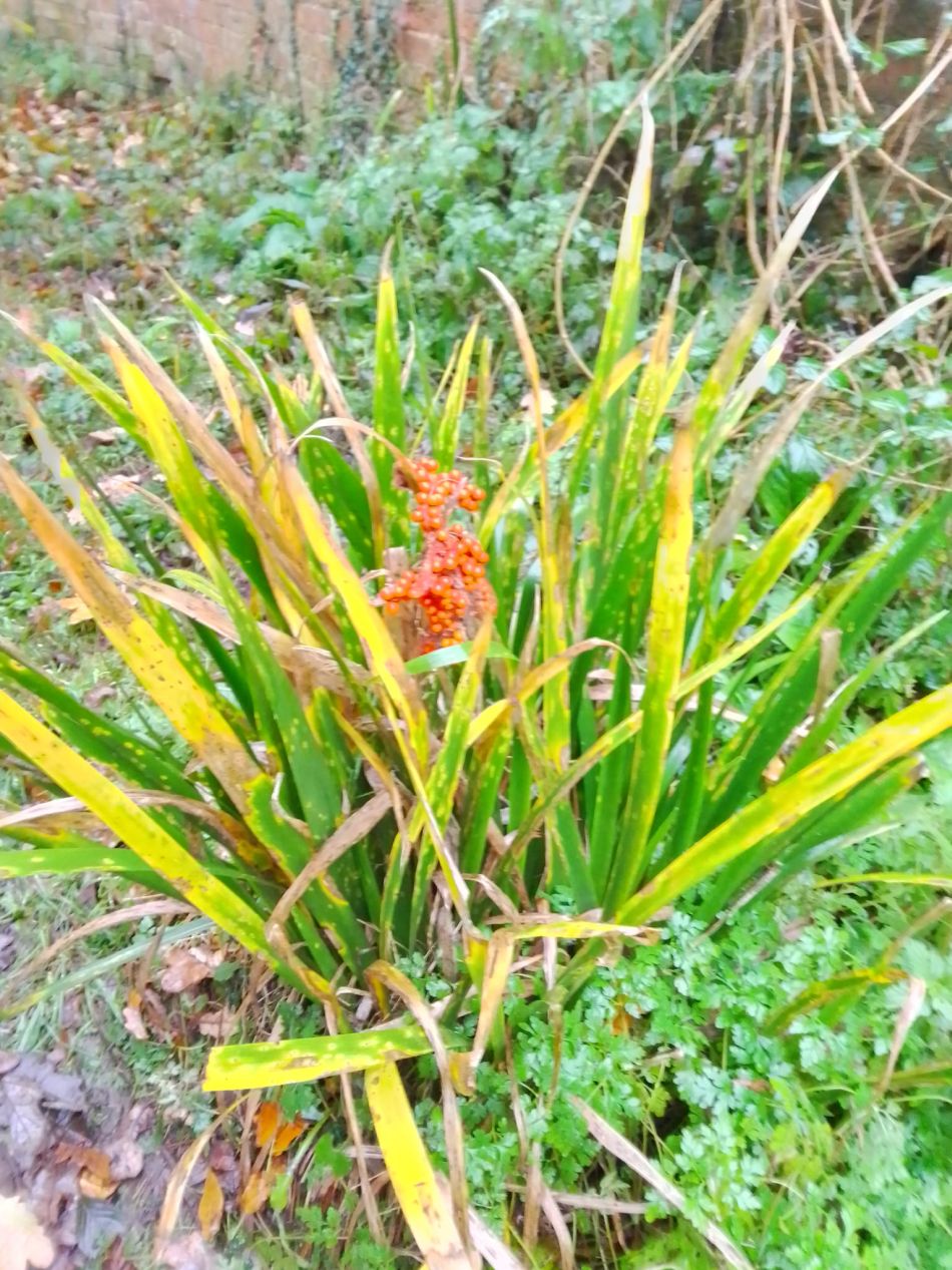 2023-12-03 06 Dunwich.jpg