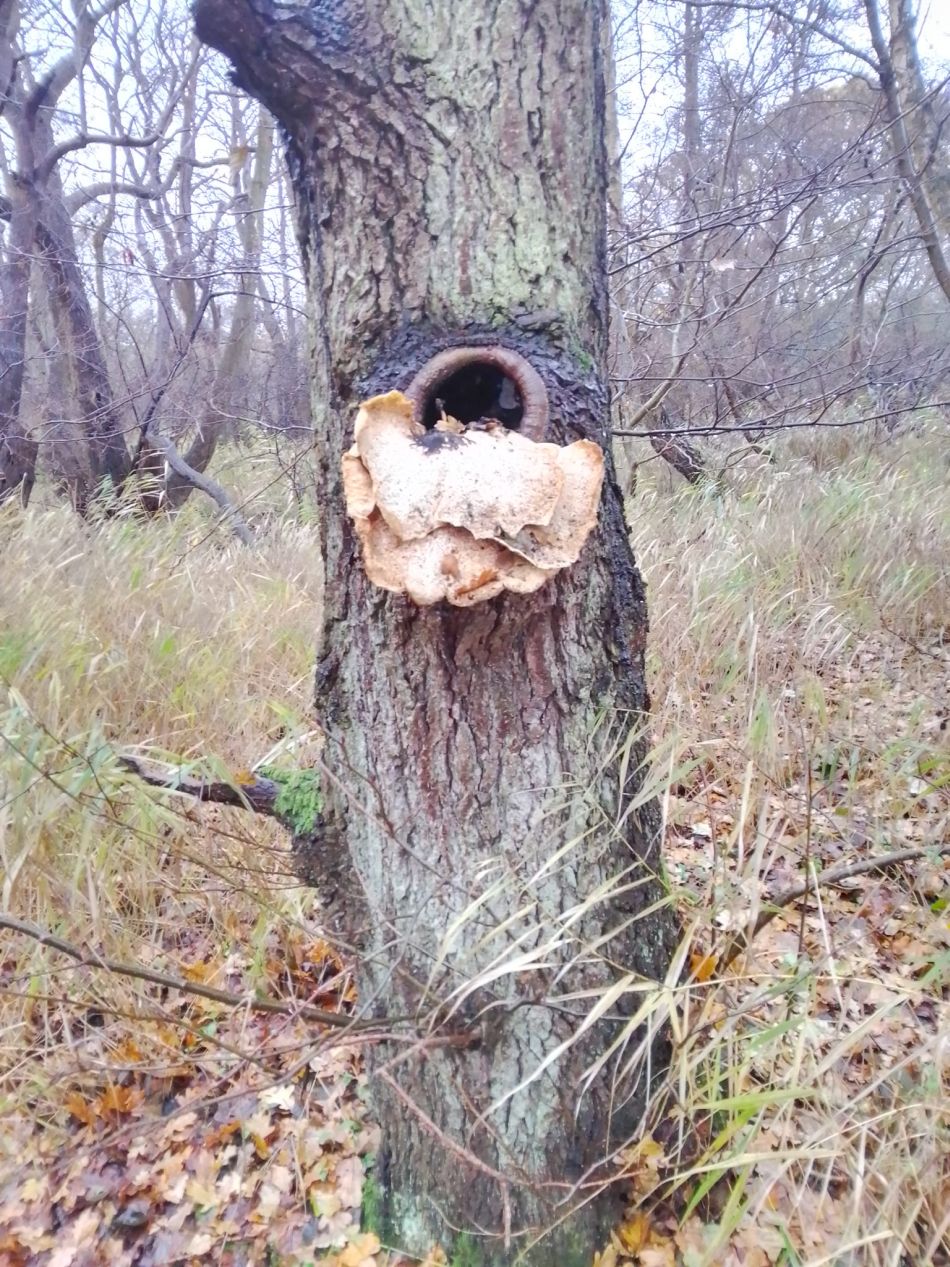 2023-12-03 18 Dunwich.jpg