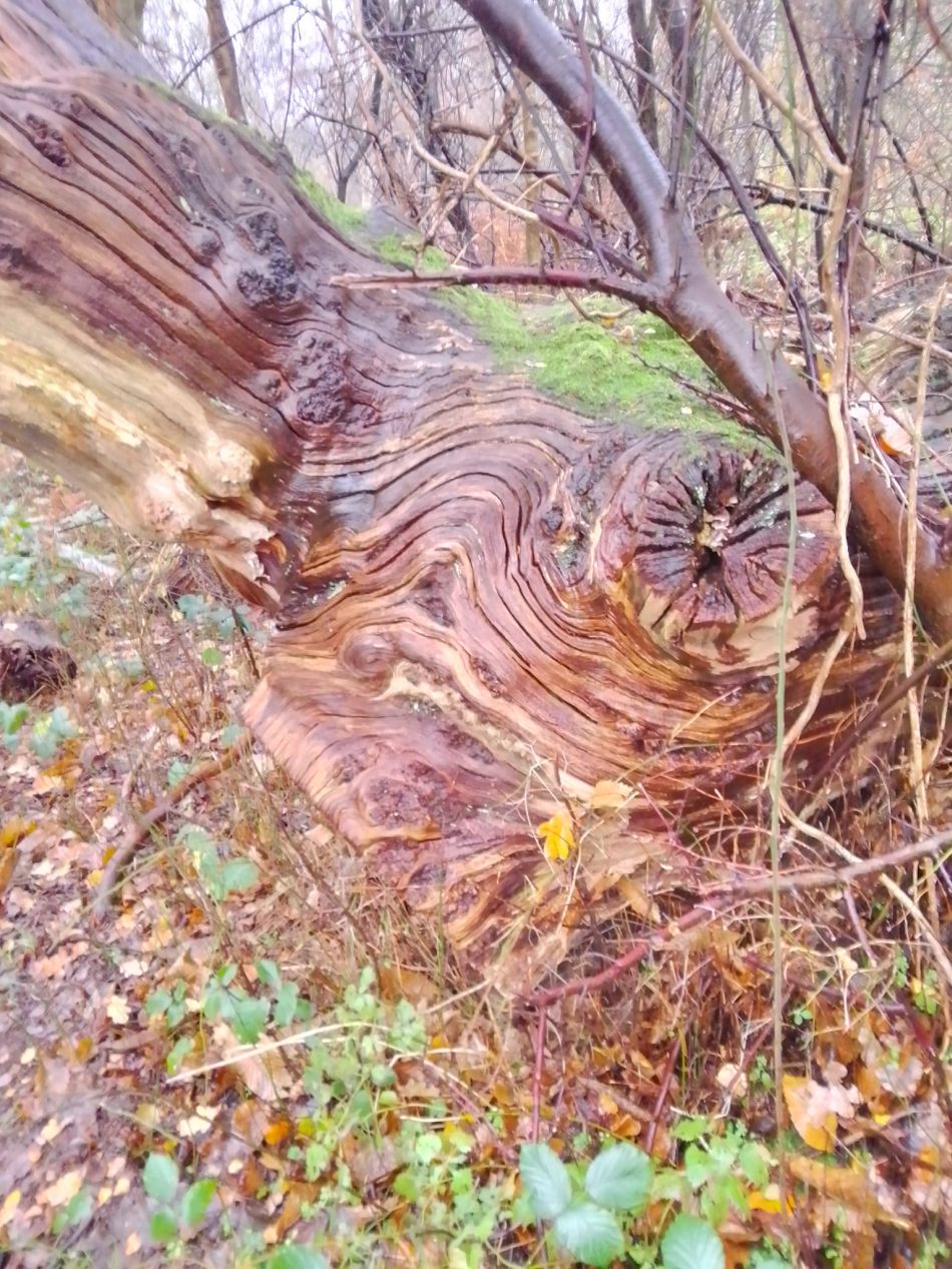 2023-12-03 19 Dunwich.jpg