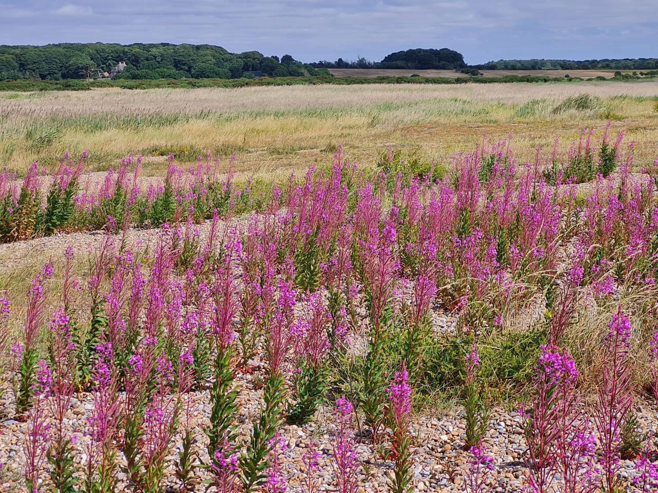 2025-07-05 02 Dunwich Dingle Marshes and Forest.jpg