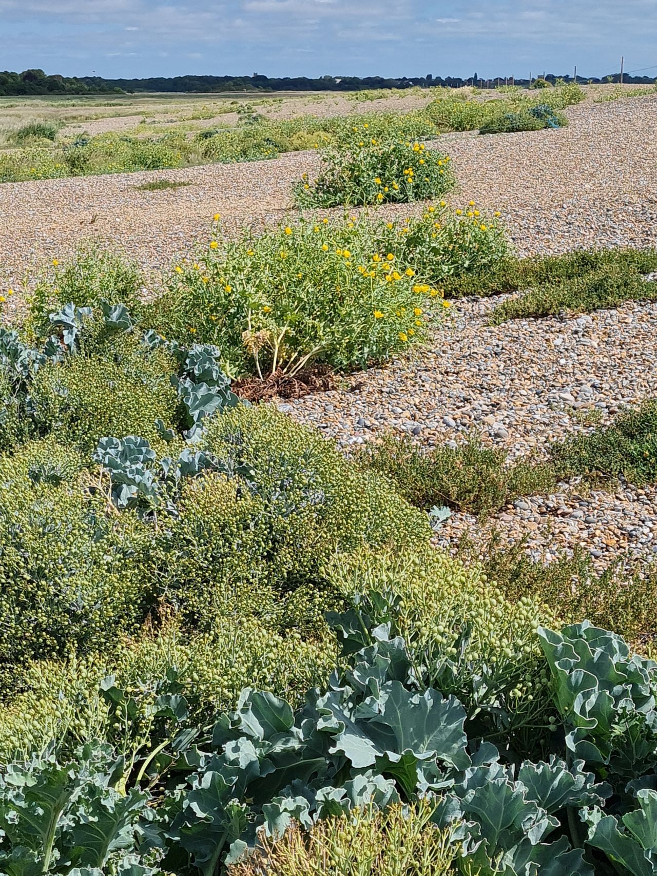 2025-07-05 08 Dunwich Dingle Marshes and Forest.jpg