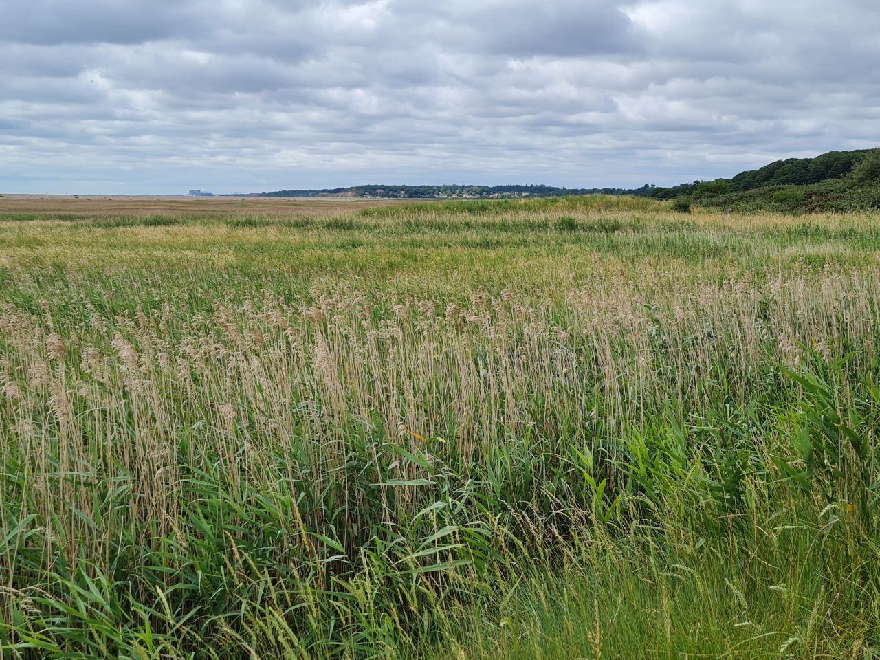 2025-07-05 15 Dunwich Dingle Marshes and Forest.jpg
