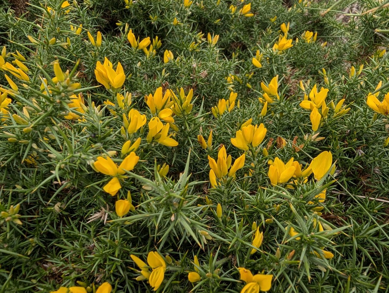 2025-08-17 15 Dunwich and Heath.jpg