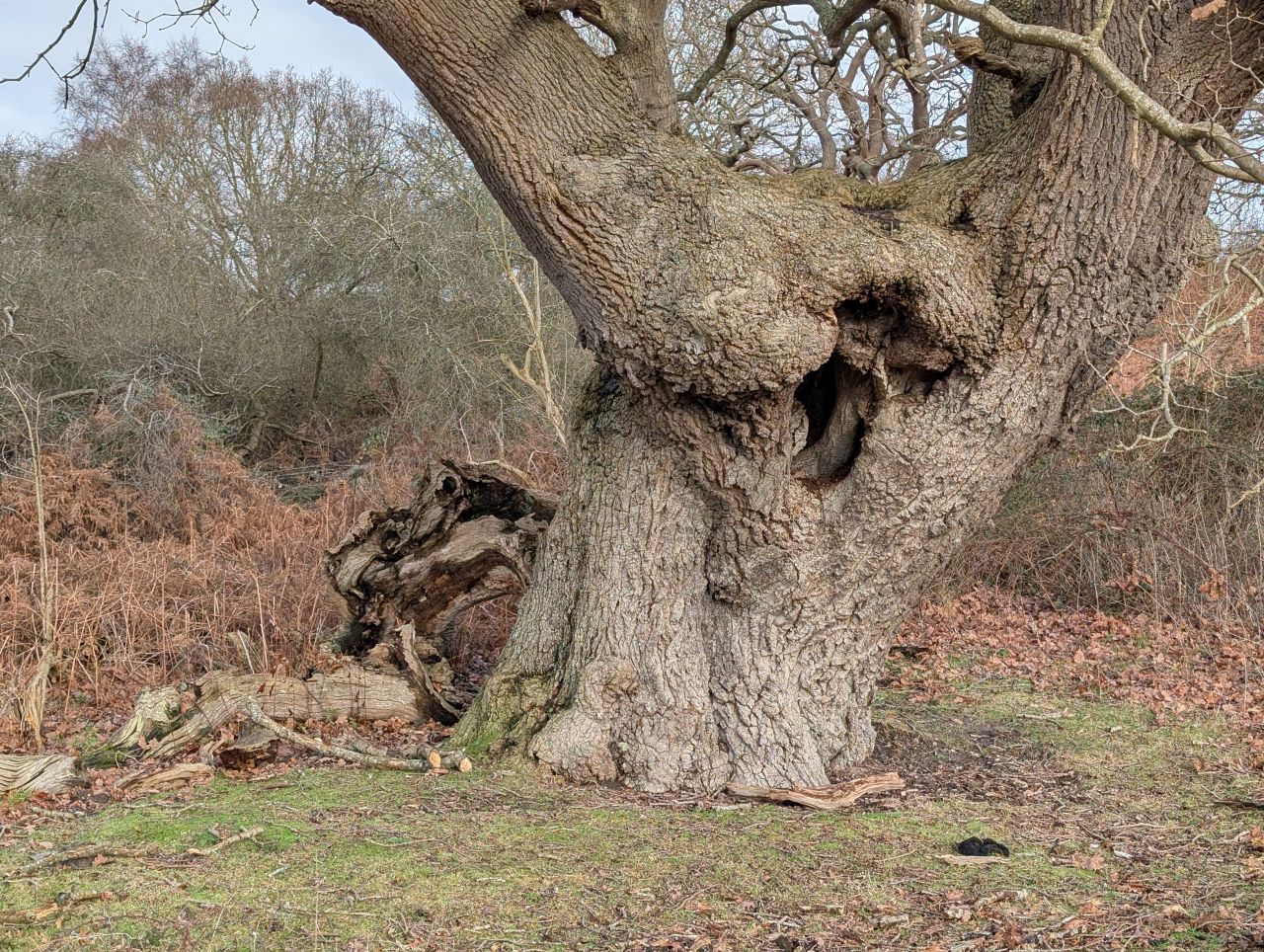 2026-01-16 02 Dunwich Gyrations.jpg