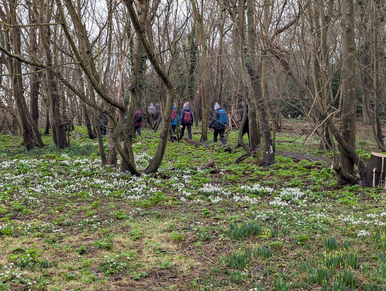 2026-02-04 01 Dunwich Snowdrops.jpg