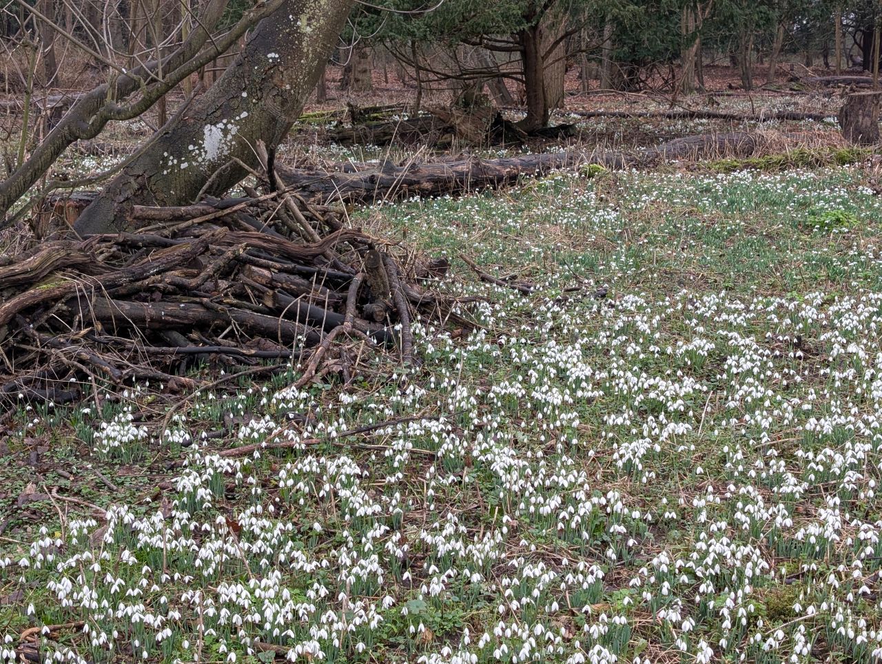 2026-02-04 02 Dunwich Snowdrops.jpg