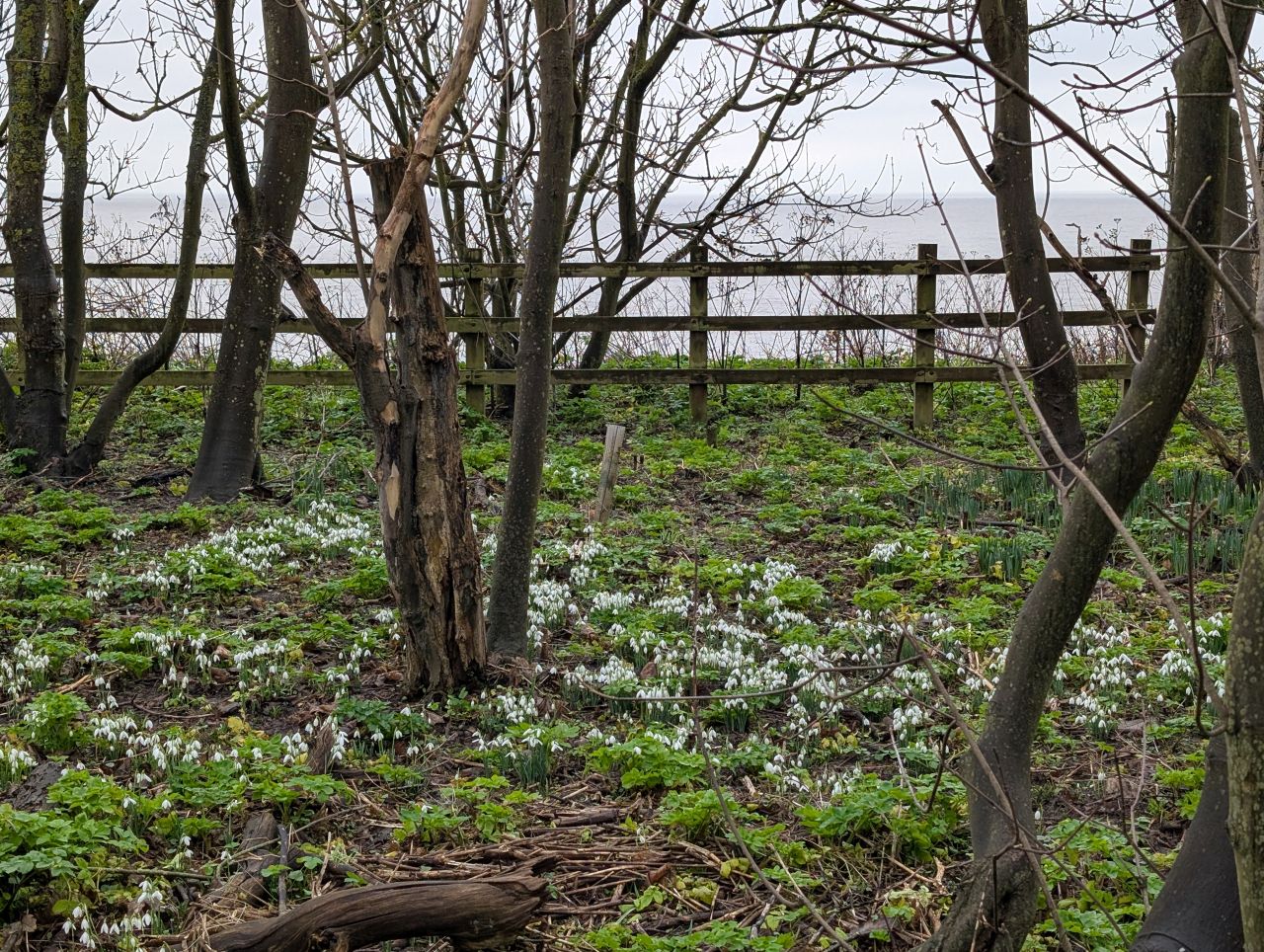 2026-02-04 03 Dunwich Snowdrops.jpg