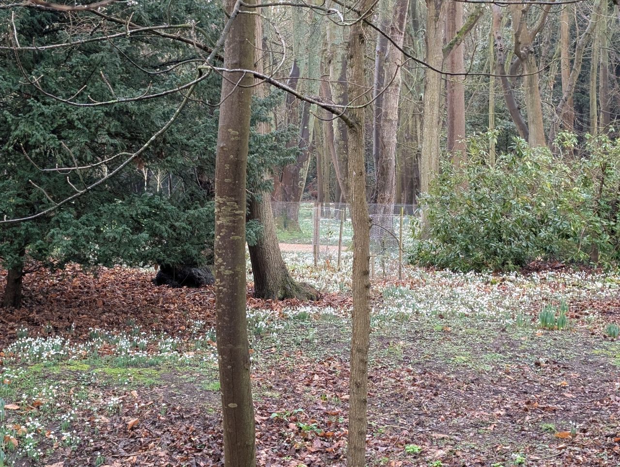 2026-02-04 04 Dunwich Snowdrops.jpg