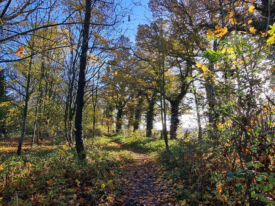 2023-11-28 09 Thornham Walks and Wickham Skeith.jpg
