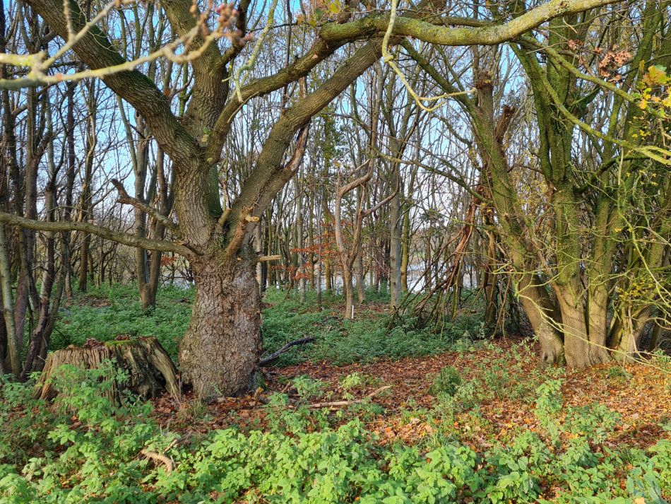 2023-11-28 18 Thornham Walks and Wickham Skeith.jpg