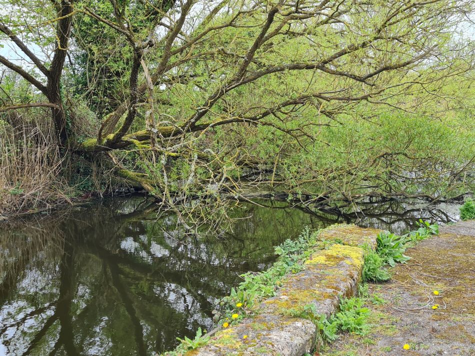 2024-04-17 03 Chichester Canal.jpg