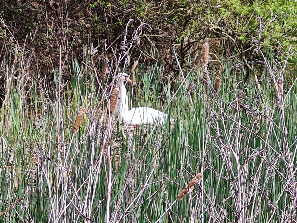 2024-04-17 06 Chichester Canal.jpg