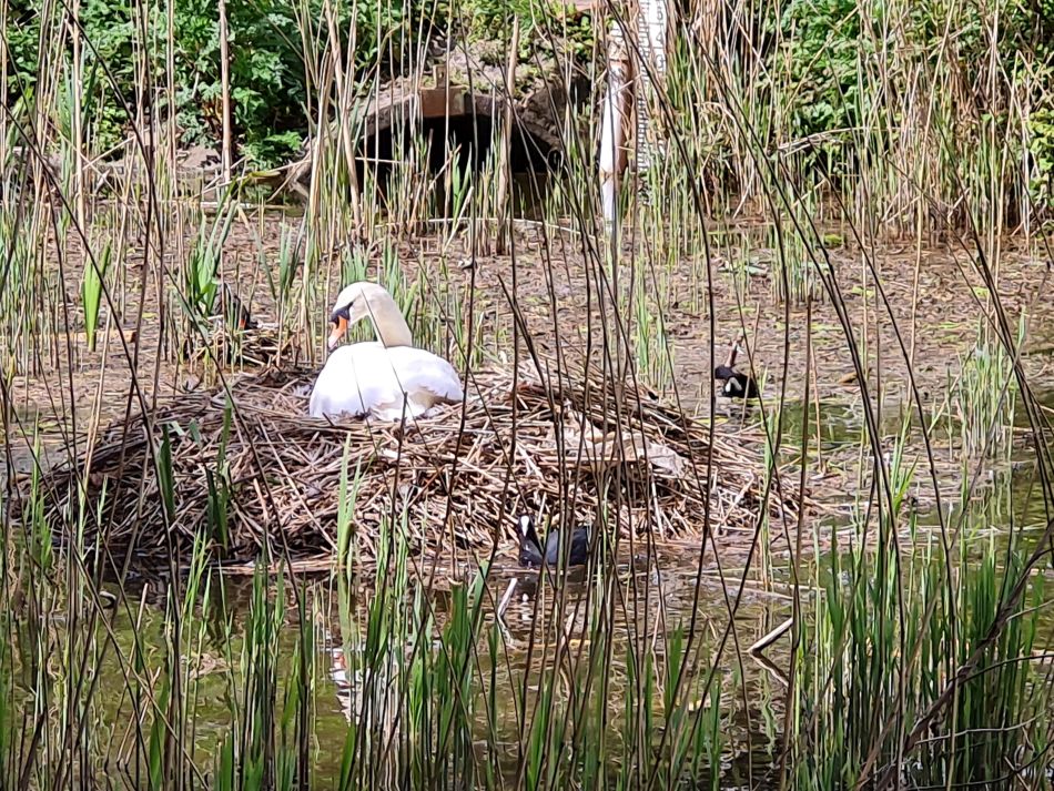 2024-04-17 07 Chichester Canal.jpg