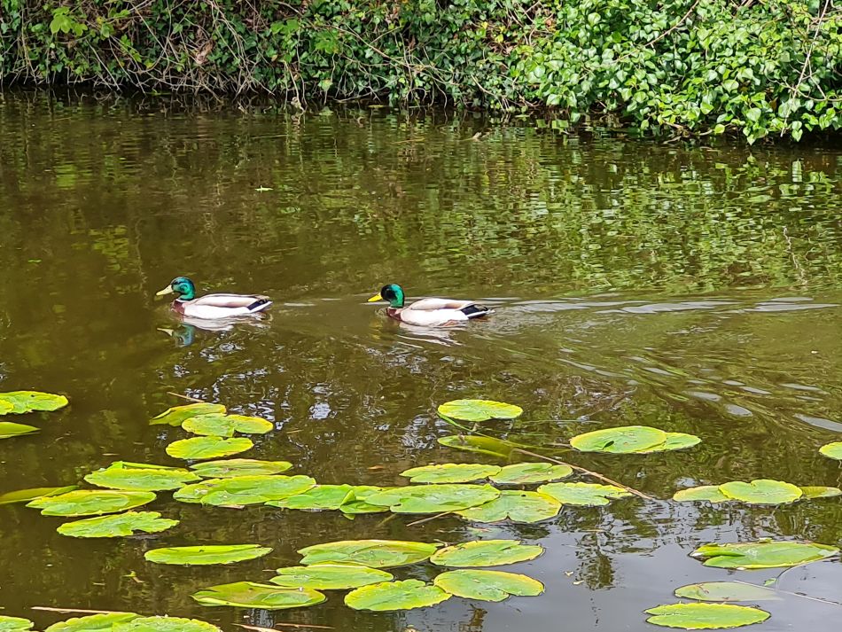 2024-04-17 10 Chichester Canal.jpg
