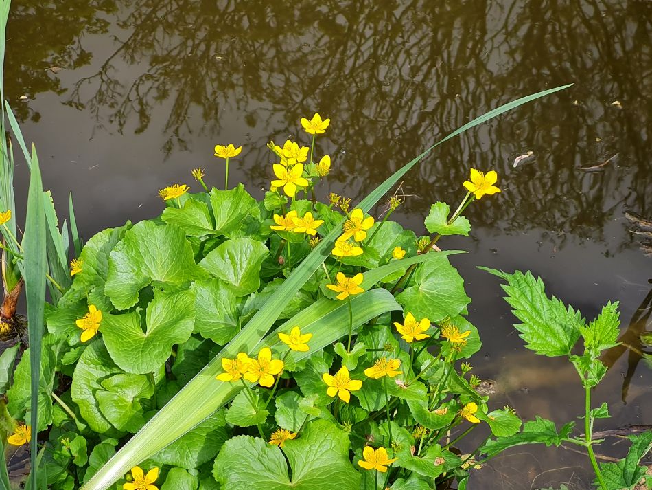 2024-04-17 11 Chichester Canal.jpg