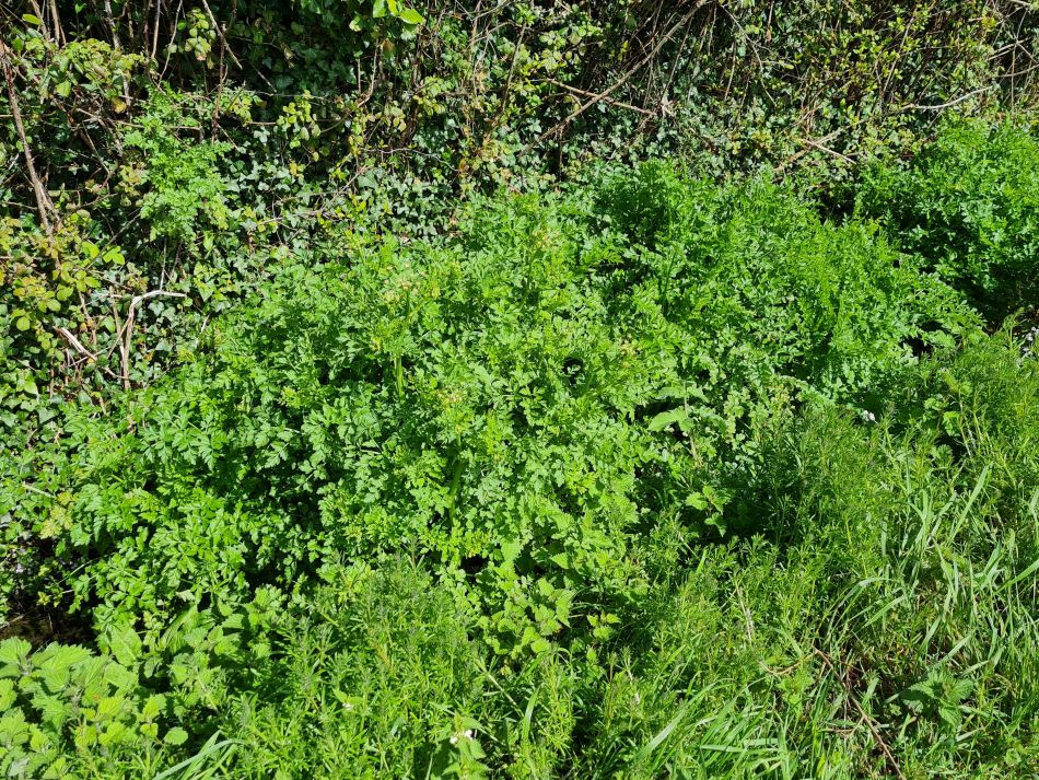 2024-04-17 17 Chichester Canal.jpg