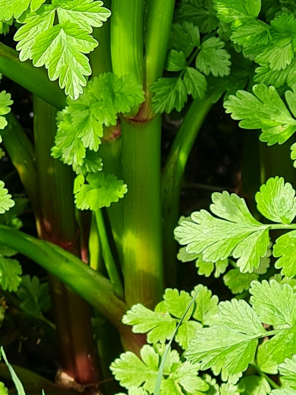 2024-04-17 18 Chichester Canal.jpg