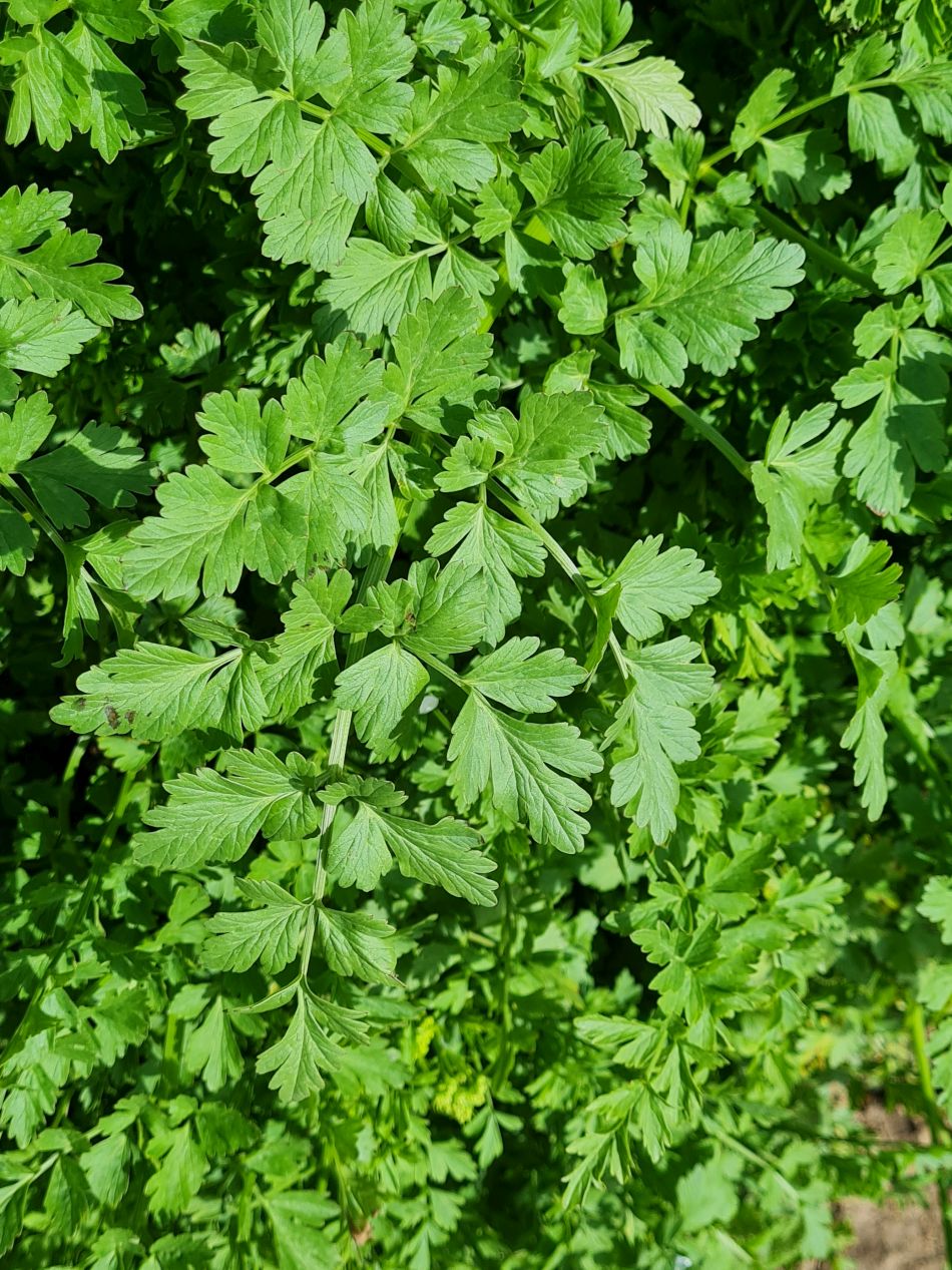 2024-04-17 19 Chichester Canal.jpg