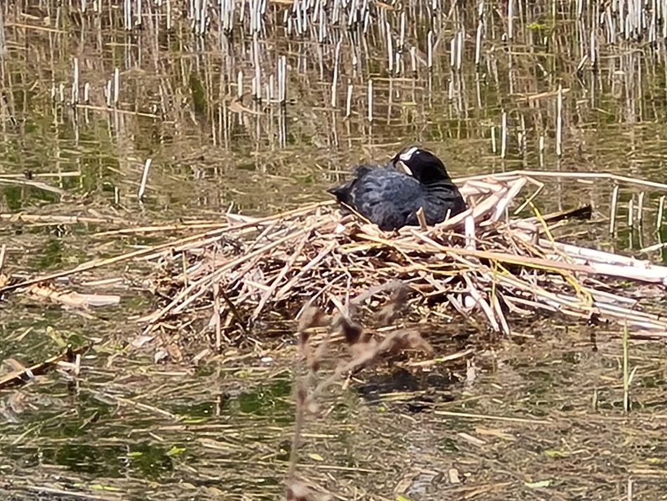 2024-04-17 21 Chichester Canal.jpg