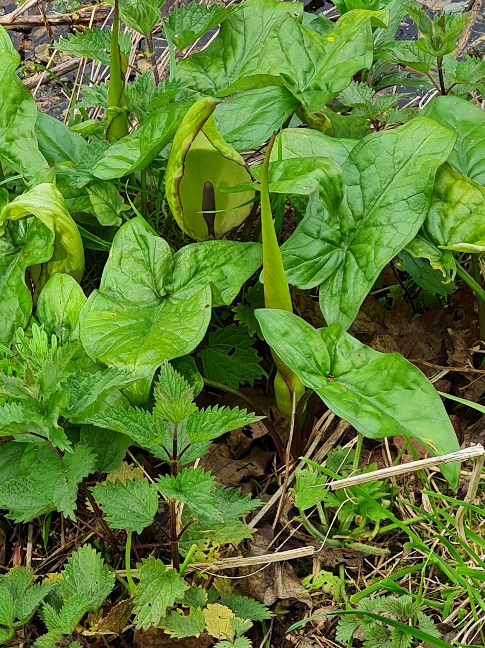 2024-04-17 23 Chichester Canal.jpg