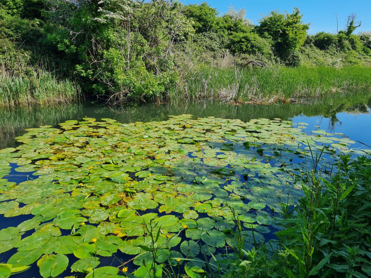 2025-05-11 05 Chichester Ship Canal.jpg