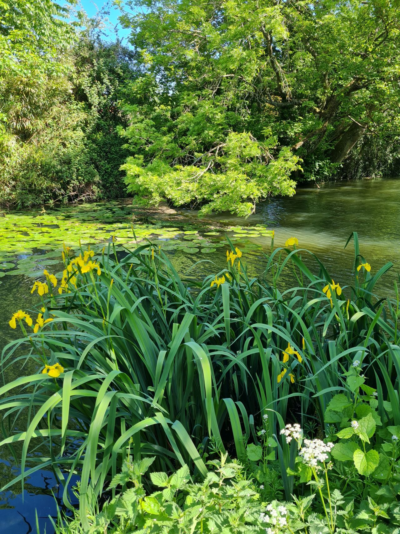 2025-05-11 06 Chichester Ship Canal.jpg