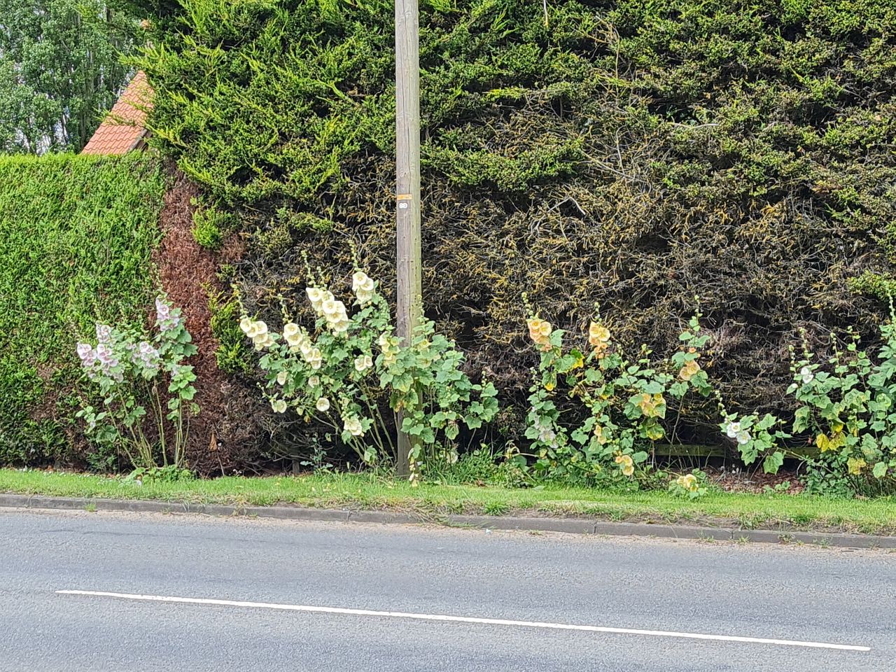 2024-07-11 02 Brooke Wensum Ramblers.jpg