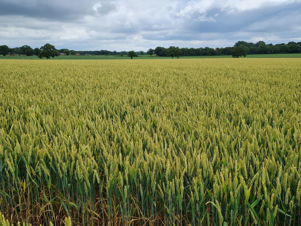 2024-07-11 07 Brooke Wensum Ramblers.jpg