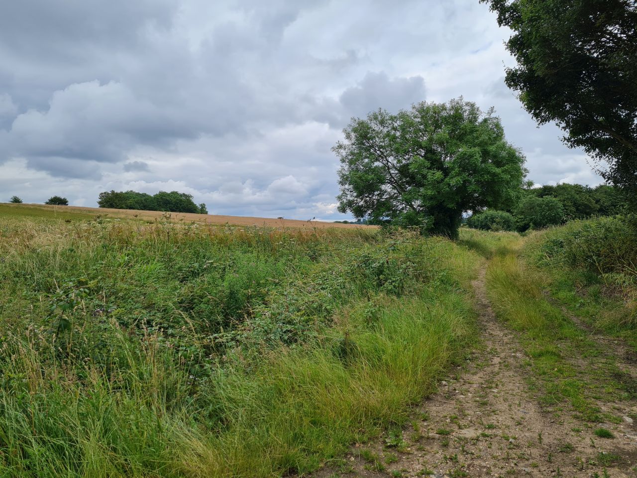 2024-07-11 14 Brooke Wensum Ramblers.jpg