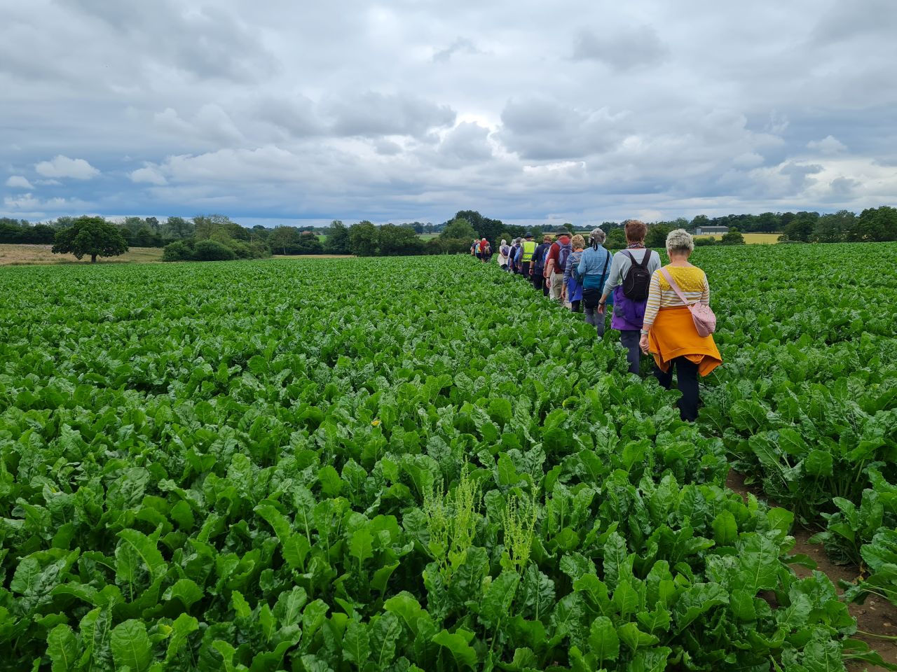 2024-07-11 19 Brooke Wensum Ramblers.jpg