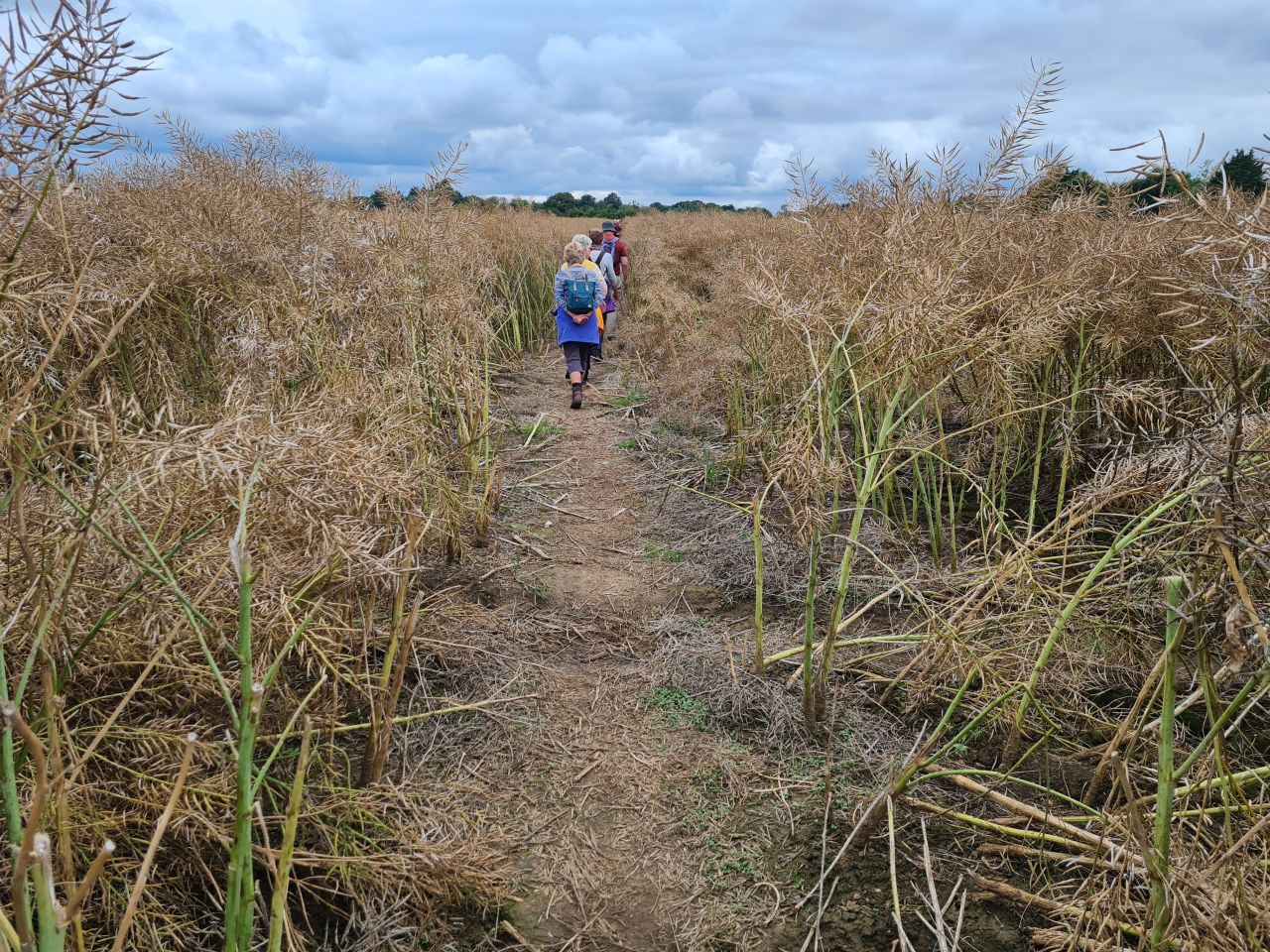 2024-07-11 20 Brooke Wensum Ramblers.jpg