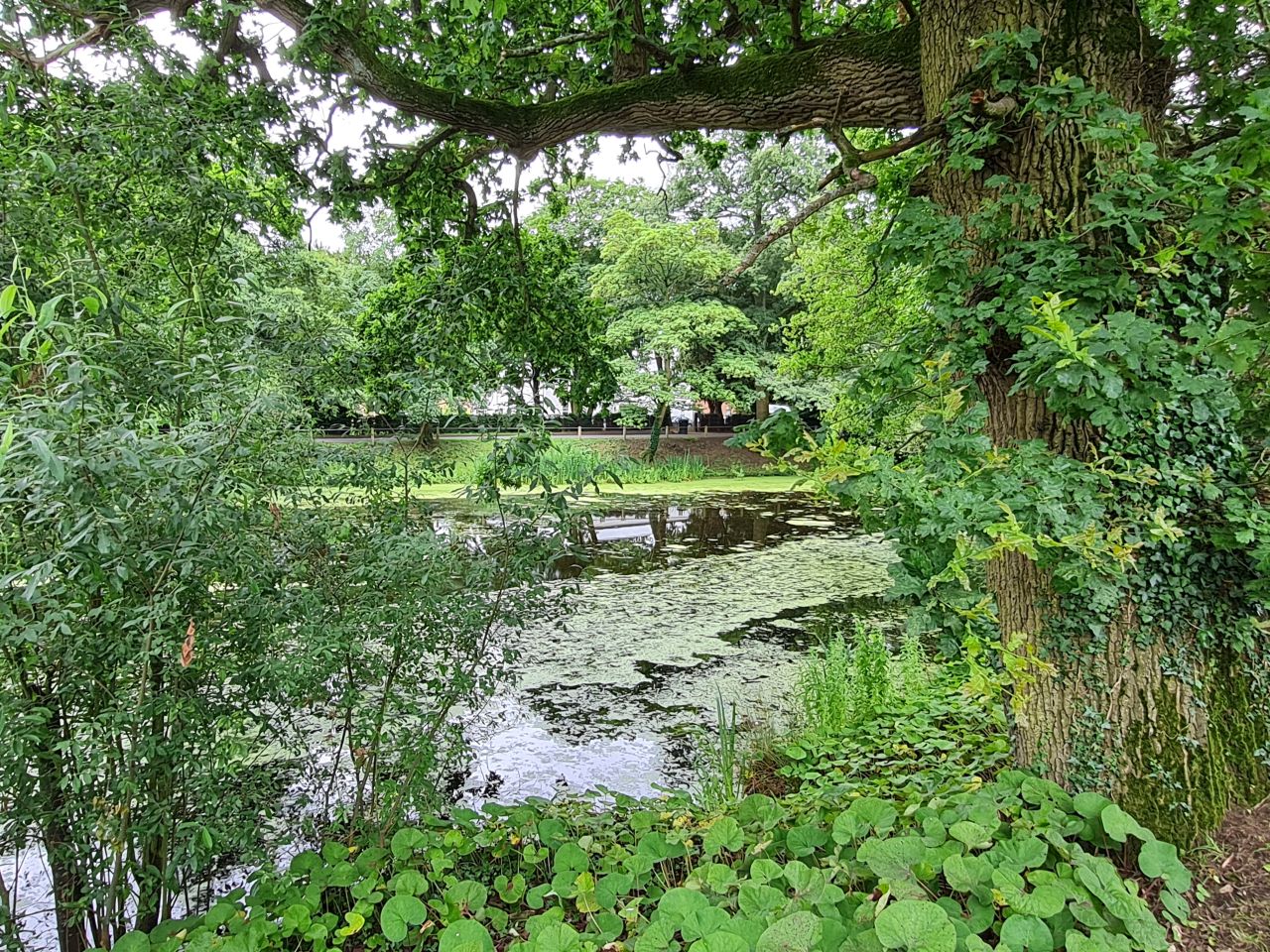 2024-07-11 23 Brooke Wensum Ramblers.jpg
